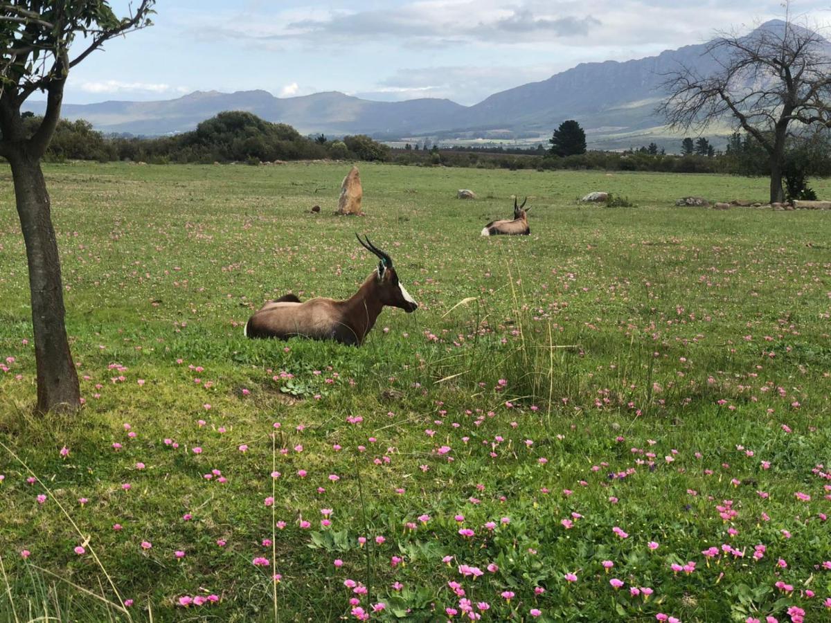 Welbedacht Game & Nature Reserve Tulbagh Exterior foto
